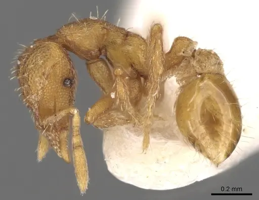 Strumigenys incerta specimen CASENT0280713 image casent0280713_3