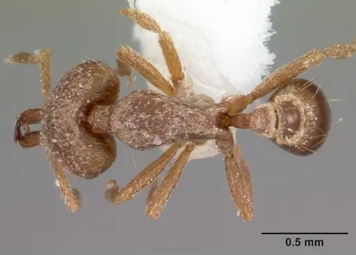 Strumigenys incomposita specimen CASENT0102673 image casent0102673_1