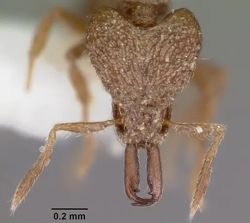 Strumigenys incomposita specimen CASENT0102673 image casent0102673_2
