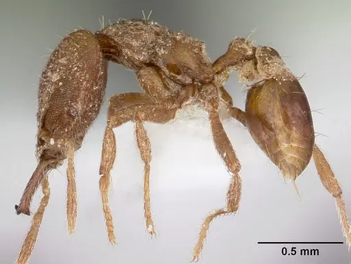 Strumigenys incomposita specimen CASENT0102673 image casent0102673_3