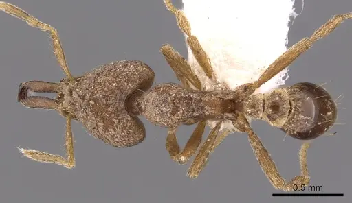 Strumigenys incomposita specimen CASENT0900890 image casent0900890_1