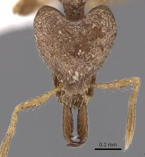 Strumigenys incomposita specimen CASENT0900890 image casent0900890_2