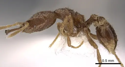 Strumigenys incomposita specimen CASENT0900890 image casent0900890_3