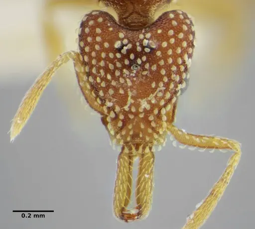 Strumigenys infidelis specimen ANTWEB1038993 image antweb1038993_1