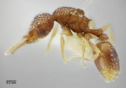 Strumigenys infidelis specimen ANTWEB1038993 image antweb1038993_2