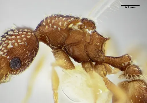 Strumigenys infidelis specimen ANTWEB1038993 image antweb1038993_3