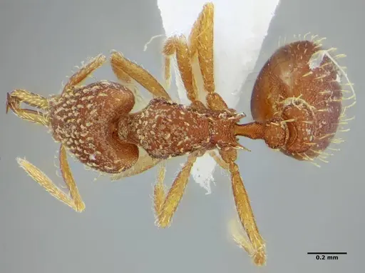 Strumigenys infidelis specimen ANTWEB1041097 image antweb1041097_1