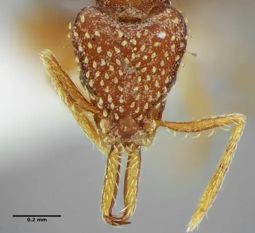 Strumigenys infidelis specimen ANTWEB1041097 image antweb1041097_2
