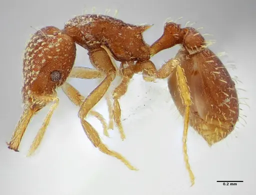 Strumigenys infidelis specimen ANTWEB1041097 image antweb1041097_3