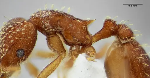 Strumigenys infidelis specimen ANTWEB1041097 image antweb1041097_4