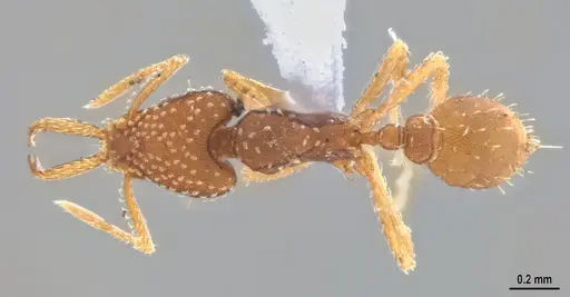 Strumigenys infidelis specimen ANTWEB1053709 image antweb1053709_1