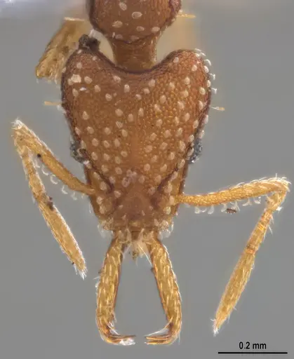 Strumigenys infidelis specimen ANTWEB1053709 image antweb1053709_2