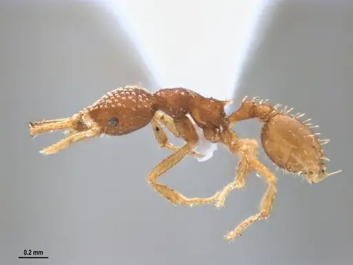 Strumigenys infidelis specimen ANTWEB1053709 image antweb1053709_3
