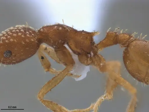 Strumigenys infidelis specimen ANTWEB1053709 image antweb1053709_4