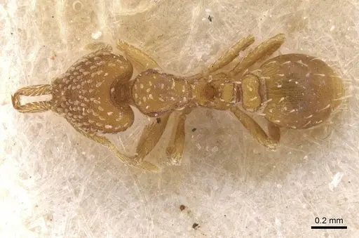 Strumigenys infidelis specimen CASENT0912858 image casent0912858_1