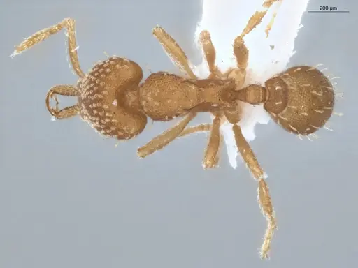 Strumigenys infidelis specimen ECOFOG-SAV18-0228-05 image ecofog-sav18-0228-05_1