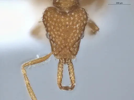 Strumigenys infidelis specimen ECOFOG-SAV18-0228-05 image ecofog-sav18-0228-05_2