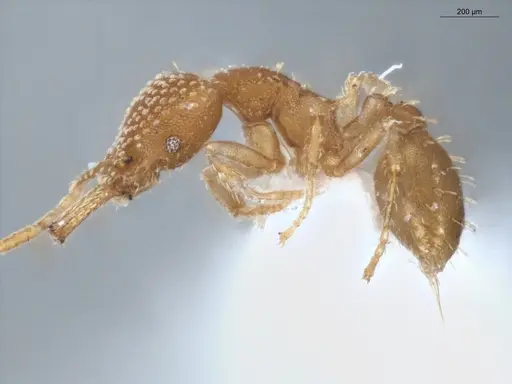 Strumigenys infidelis specimen ECOFOG-SAV18-0228-05 image ecofog-sav18-0228-05_3
