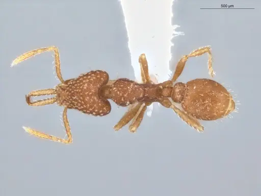 Strumigenys infidelis specimen ECOFOG-SG17-0066-05 image ecofog-sg17-0066-05_1