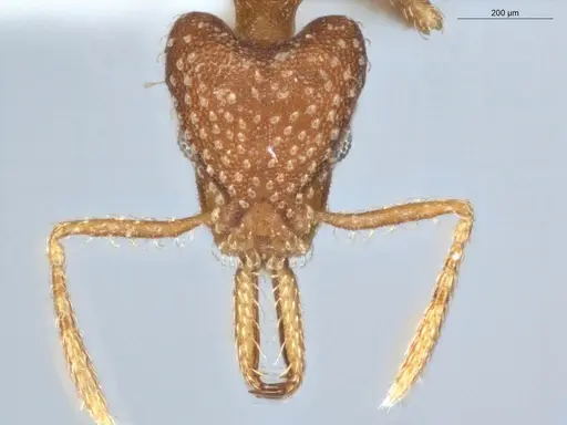 Strumigenys infidelis specimen ECOFOG-SG17-0066-05 image ecofog-sg17-0066-05_2