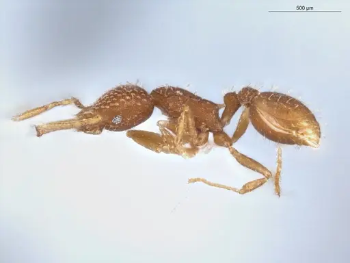 Strumigenys infidelis specimen ECOFOG-SG17-0066-05 image ecofog-sg17-0066-05_3