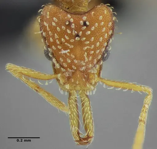 Strumigenys infidelis specimen UFV-LABECOL-001523 image ufv-labecol-001523_1
