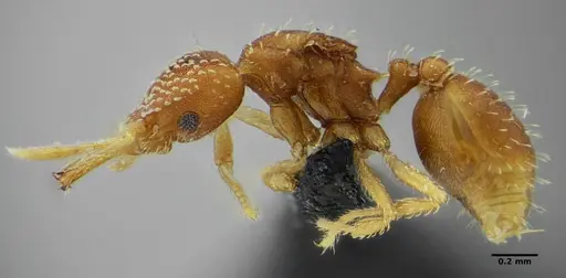 Strumigenys infidelis specimen UFV-LABECOL-001523 image ufv-labecol-001523_3