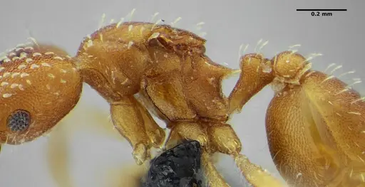 Strumigenys infidelis specimen UFV-LABECOL-001523 image ufv-labecol-001523_4
