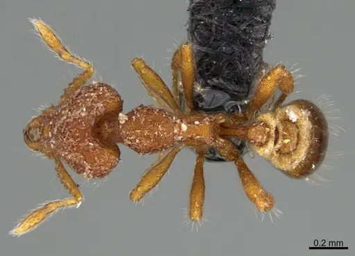 Strumigenys inhonesta specimen CASENT0202533 image casent0202533_1