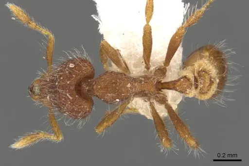Strumigenys inhonesta specimen CASENT0900780 image casent0900780_1