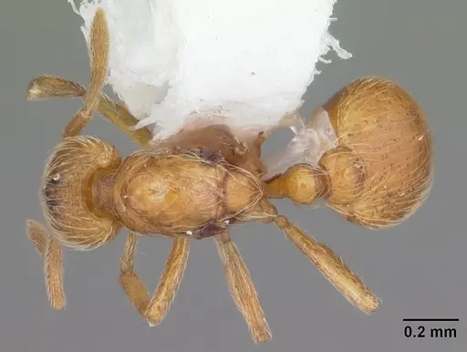 Strumigenys inopina specimen CASENT0103838 image casent0103838_1