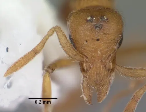 Strumigenys inopina specimen CASENT0103838 image casent0103838_2
