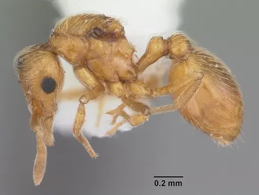 Strumigenys inopina specimen CASENT0103838 image casent0103838_3