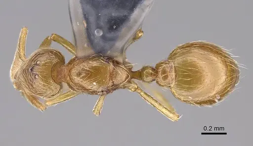 Strumigenys inopina specimen MEM86434 image mem86434_1