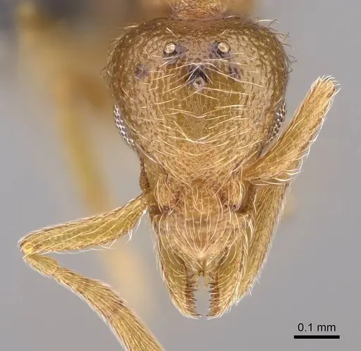 Strumigenys inopina specimen MEM86434 image mem86434_2