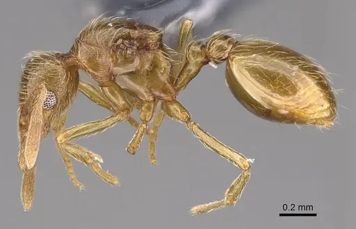 Strumigenys inopina specimen MEM86434 image mem86434_3