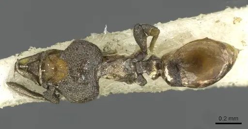 Strumigenys inopinata specimen CASENT0911230 image casent0911230_1