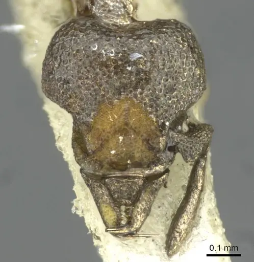 Strumigenys inopinata specimen CASENT0911230 image casent0911230_2