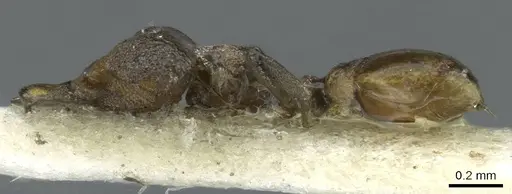 Strumigenys inopinata specimen CASENT0911230 image casent0911230_3