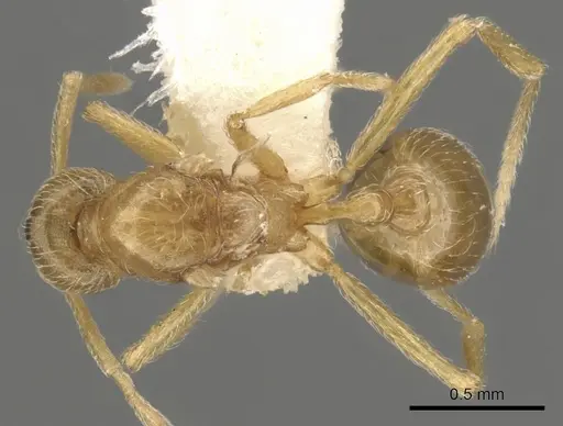 Strumigenys inquilina specimen CASENT0900060 image casent0900060_1