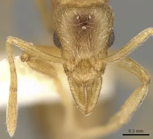 Strumigenys inquilina specimen CASENT0900060 image casent0900060_2