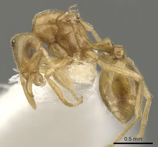 Strumigenys inquilina specimen CASENT0900060 image casent0900060_3