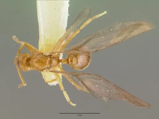 Strumigenys inquilina specimen CASTYPE14102 image castype14102_1