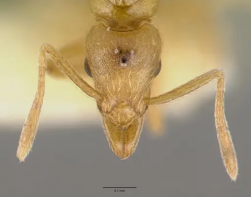 Strumigenys inquilina specimen CASTYPE14102 image castype14102_2