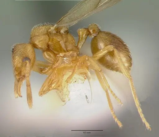 Strumigenys inquilina specimen CASTYPE14102 image castype14102_3