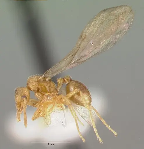 Strumigenys inquilina specimen CASTYPE14102 image castype14102_4