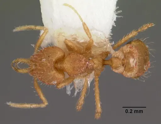 Strumigenys insolita specimen CASENT0102611 image casent0102611_1