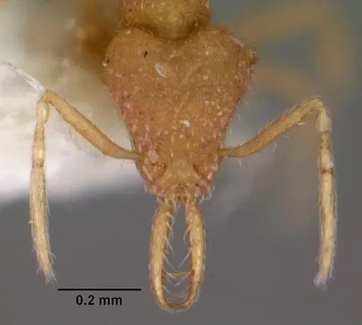 Strumigenys insolita specimen CASENT0102611 image casent0102611_2