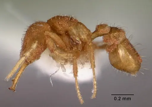 Strumigenys insolita specimen CASENT0102611 image casent0102611_3