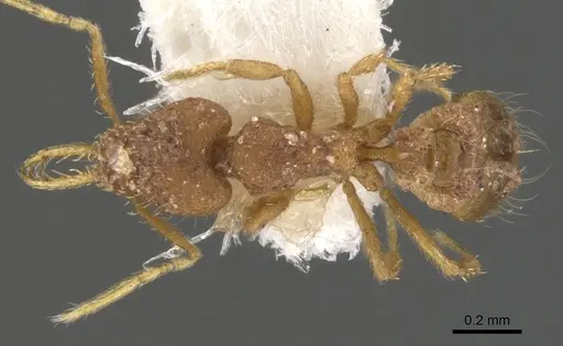 Strumigenys insolita specimen CASENT0900477 image casent0900477_1